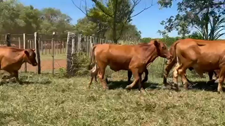 Lote 110 Novillos en Virasoro, Corrientes