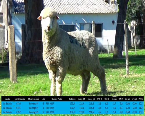 Lote 3 Borregos a remate en La Señal del Futuro , Tacuarembó