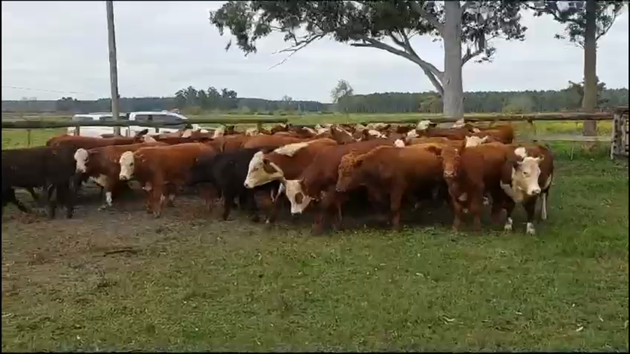 Lote 93 Novillitos en Concordia, Entre Ríos