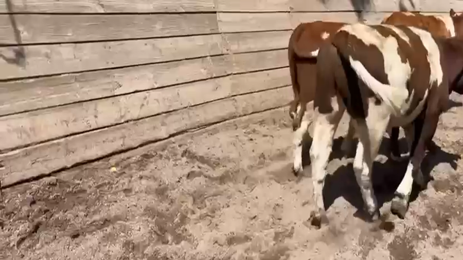 Imagen 2 del Lote Lote 28 Novillo Engorda en Pirque, Región Metropolitana