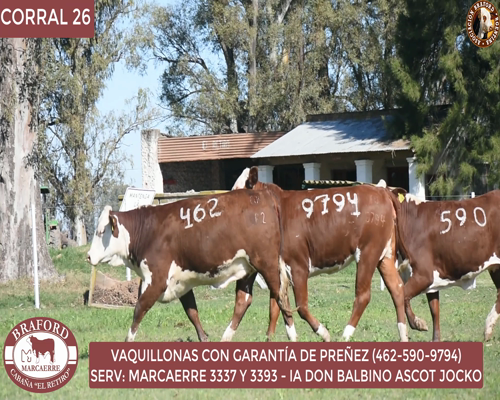 Lote Vaquillona Braford Cabaña El Retiro