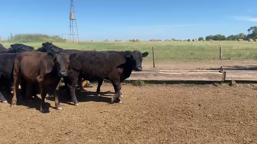 Lote 55 Novillitos y vaquillonas