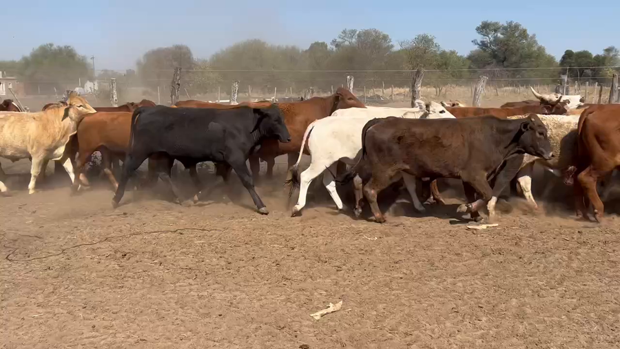 Lote 42 Novillitos en Juan José Castelli, Chaco
