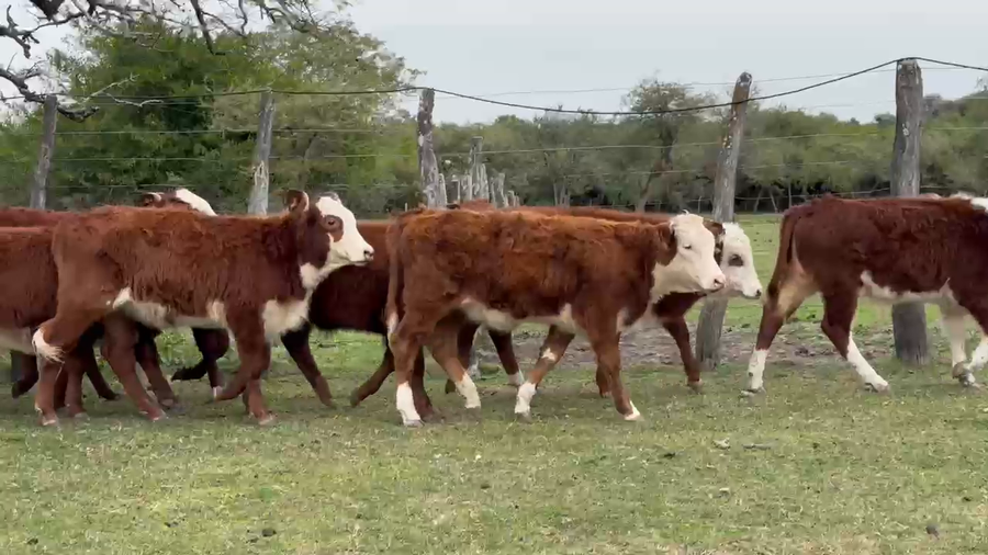 Lote 100 Terneros/as