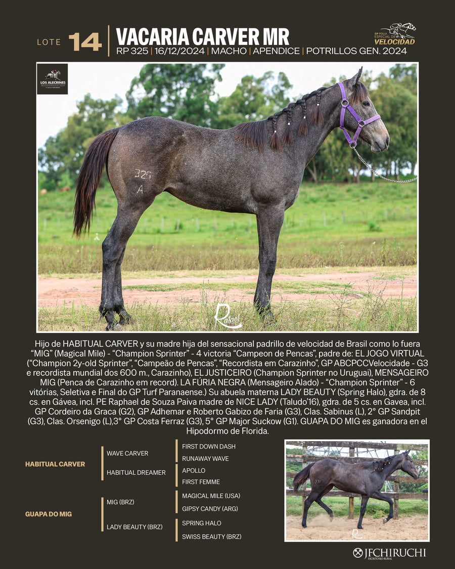 Lote VACARIA CARVER MR