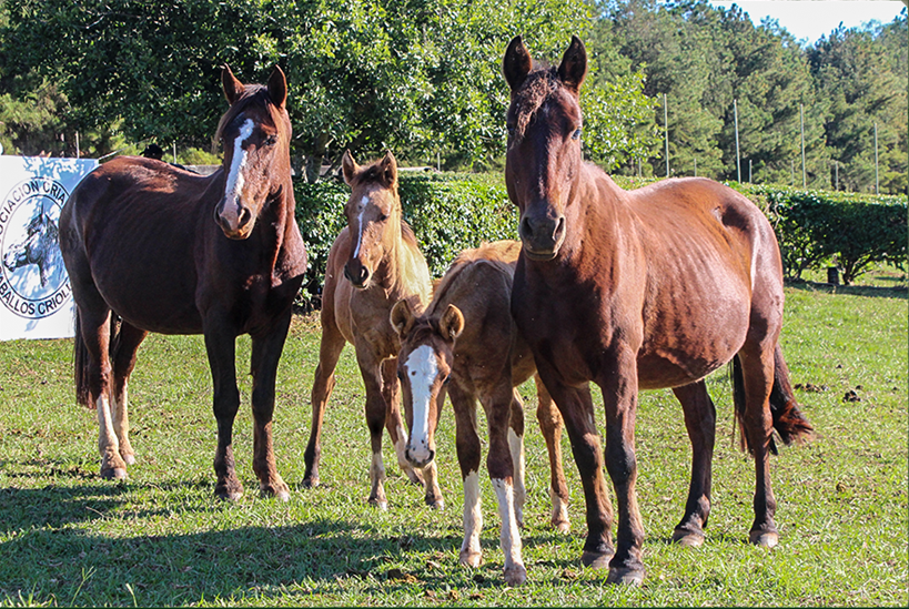 Lote CHAKE TAYUYA 4159