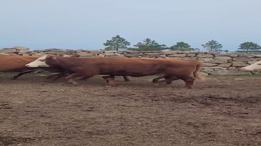 Lote 18 Vacas de Invernada