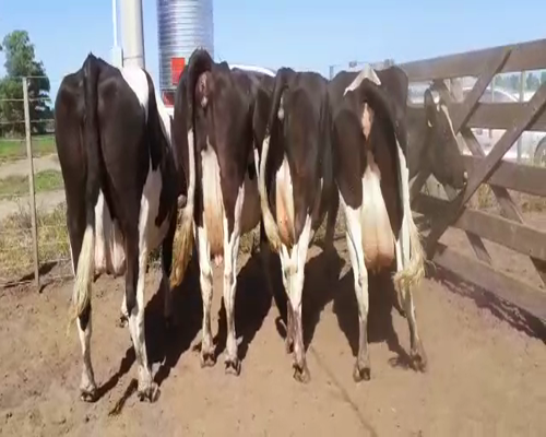 Lote Bossarelli Hermanos