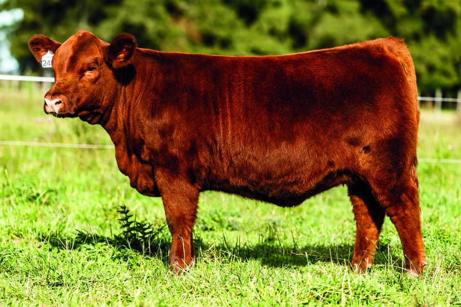 Lote TERNERAS PURAS DE PEDIGREE