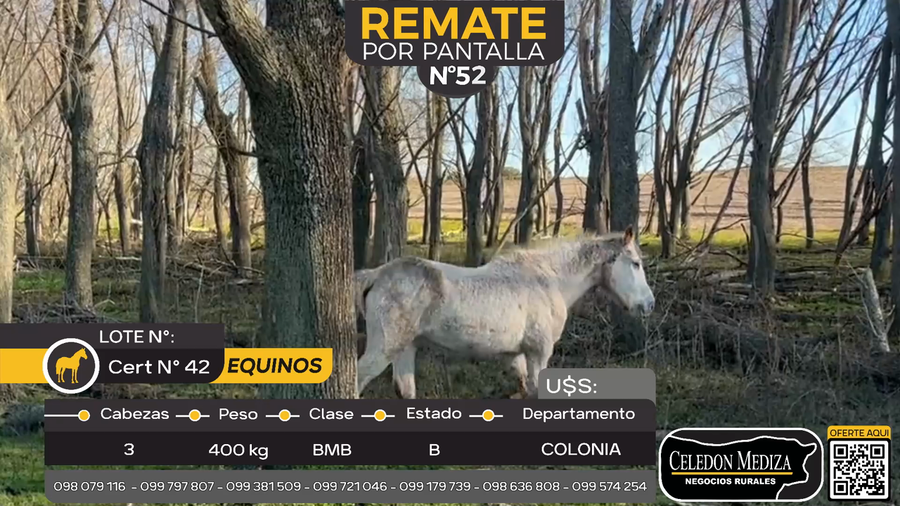 Lote 3 Yeguas y caballos en Estanzuela, Colonia