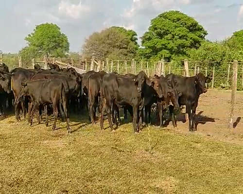 Lote 60 Novillitos en Quimilí, Santiago del Estero