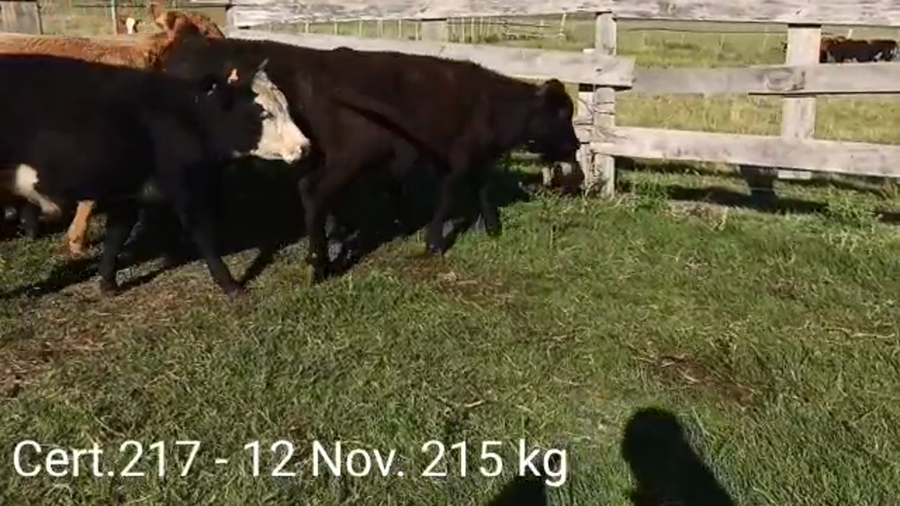 Lote NOVILLOS DE 1 A 2