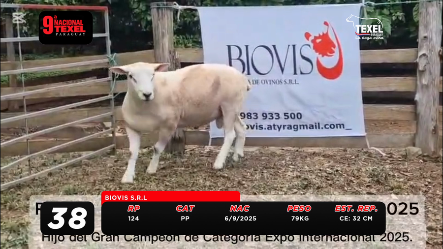 Lote LOTE 38