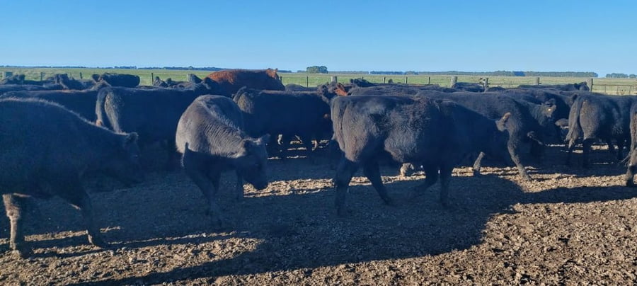 Lote 79 Novillitos en Coronel Dorrego, Buenos Aires