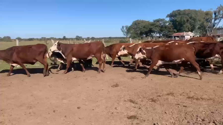 Lote 20 Vacas p/ invernar