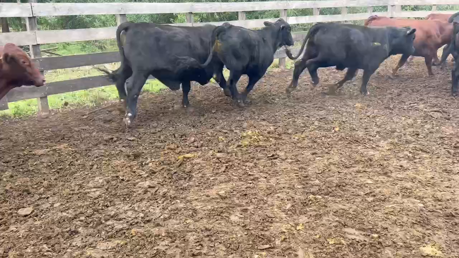 Lote 90 Novillos en J.J. Castelli, Chaco