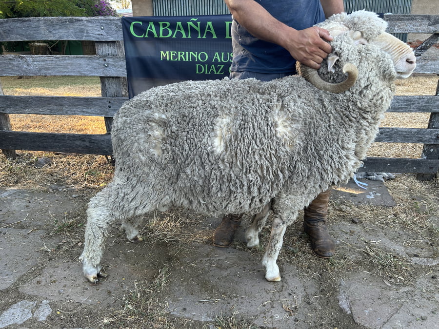 Lote Borrego 4/6D (MO: Si)