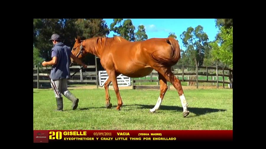 Lote GISELLE