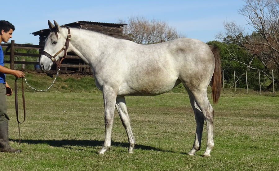 Lote ABRAZADO AL DISCO