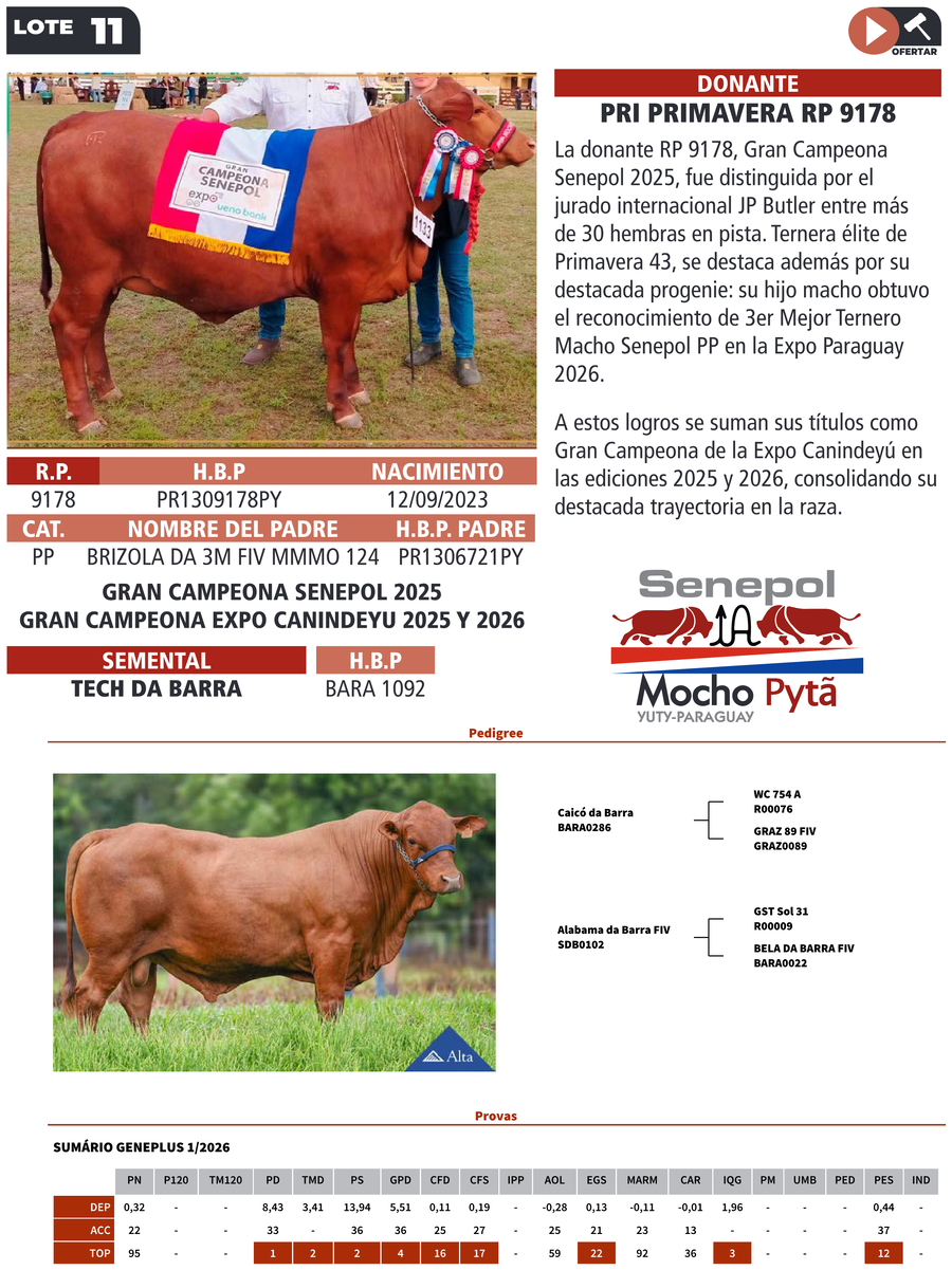 Lote LOTE 11