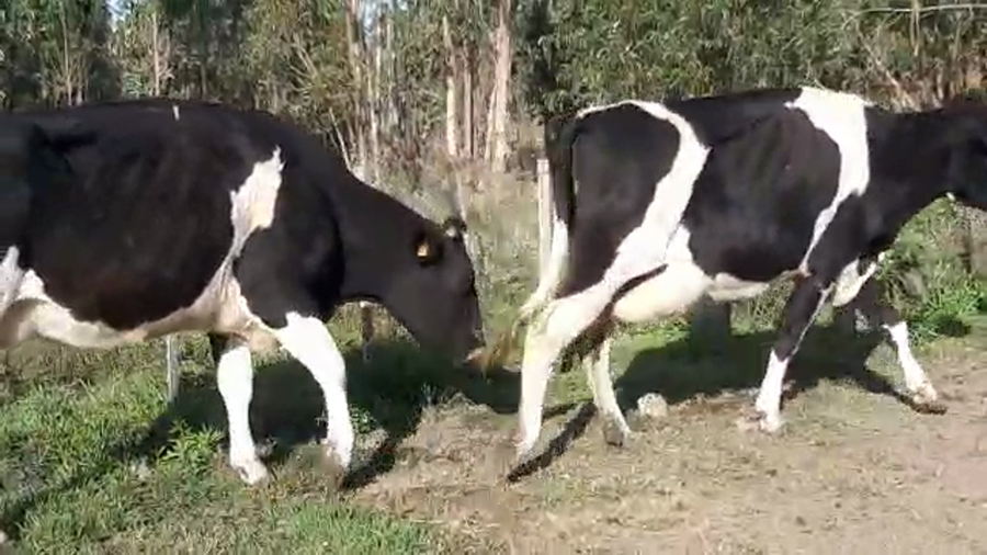 Lote (Vendido)3 Vaquillonas 1 a 2 años HOLANDO a remate en Pantalla Camy Mayo - Desde La Cuenca 450kg - , San José