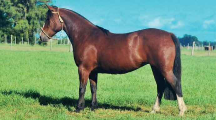 Lote CAÑADA NOCHE BUENA