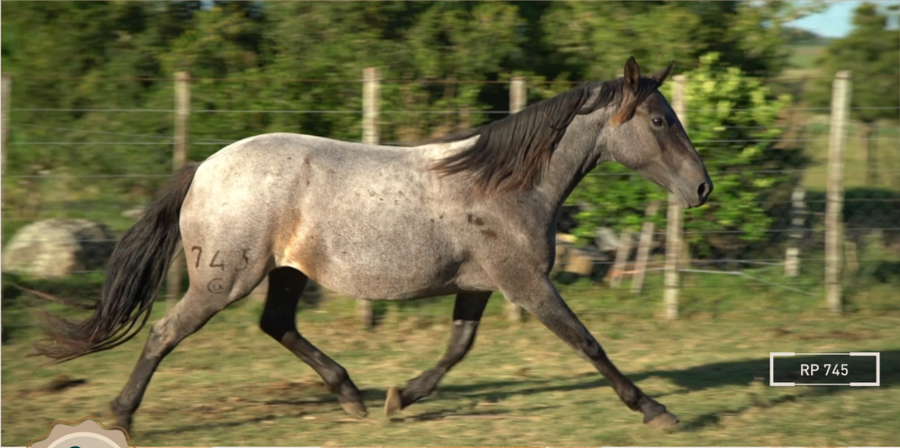 Lote TRIQUIÑUELA MOLLES
