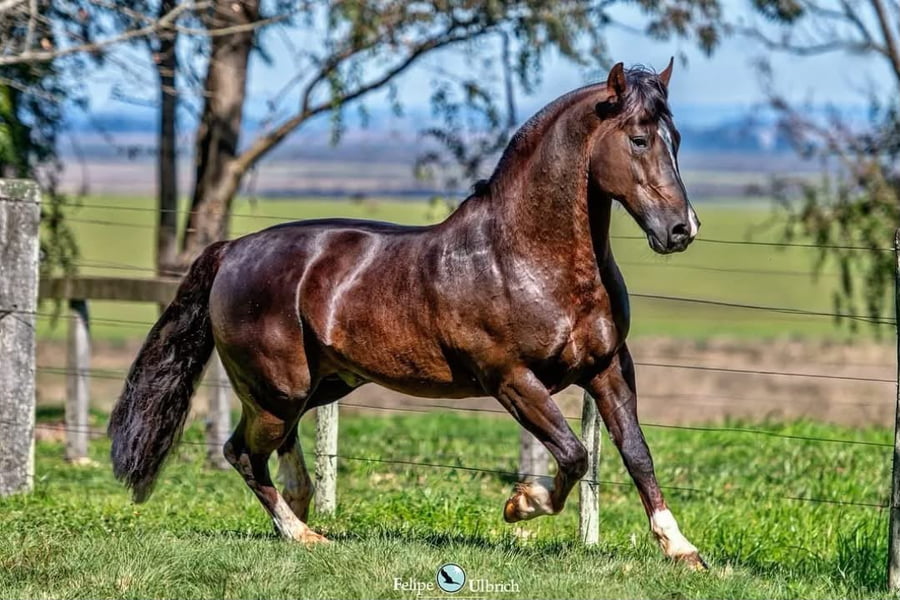 Lote SANTA ALICE POSTEIRO (Servicio)