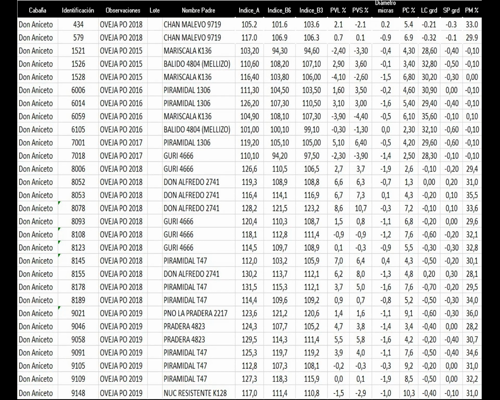 Lote 29 Ovejas a remate en La Señal del Futuro , Tacuarembó