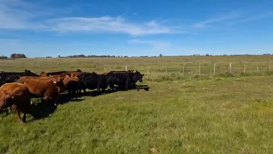 Lote 63 Vacas CUT preñadas en Buenos Aires, Lobos
