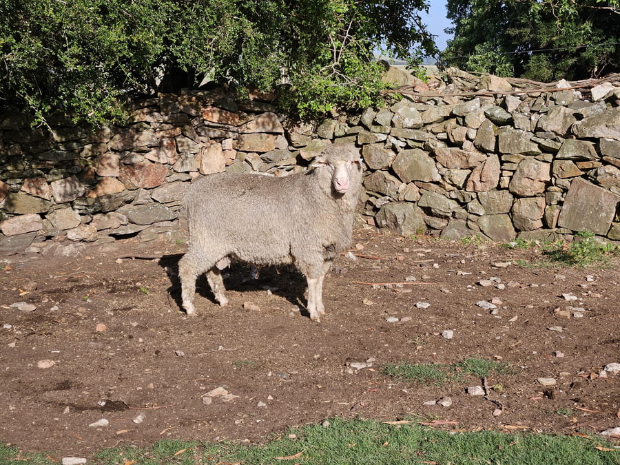 Lote (Vendido)Carneros a remate en Subasta Online - Nambi Guasu, Lavalleja