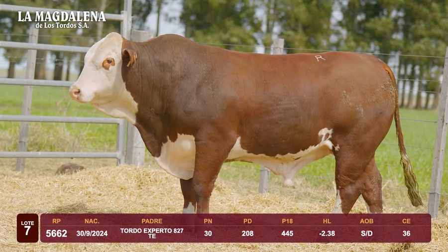 Lote Lote 7 - Braford