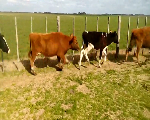 Lote 7 Novillos en Soriano