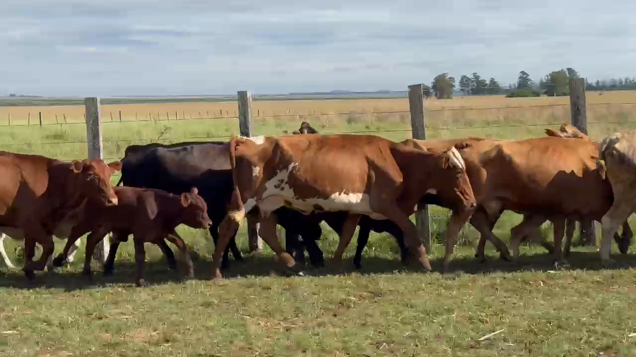 Lote 58 Vientres con Crías y Preñados en Corrientes, Guaviravi