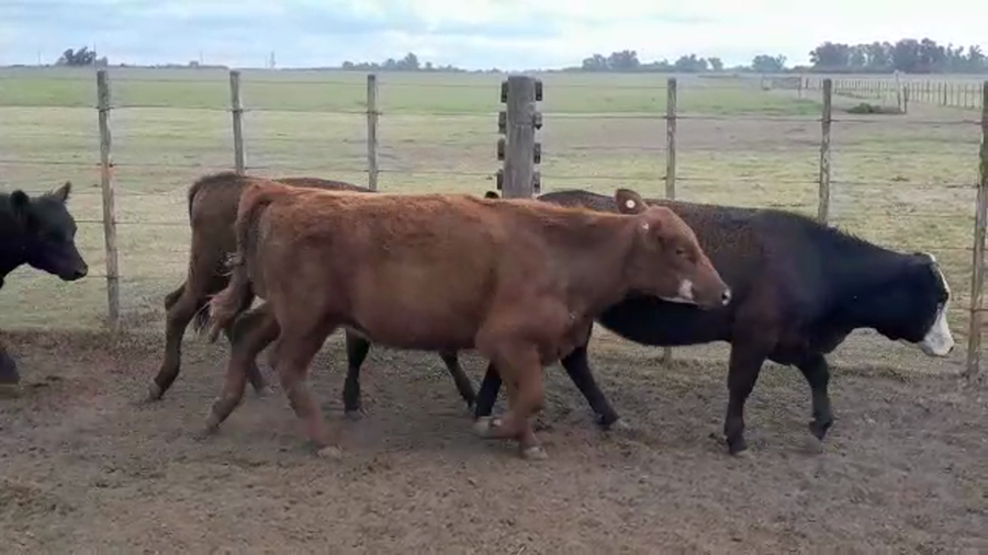 Lote 47 Terneras en Monte, Buenos Aires