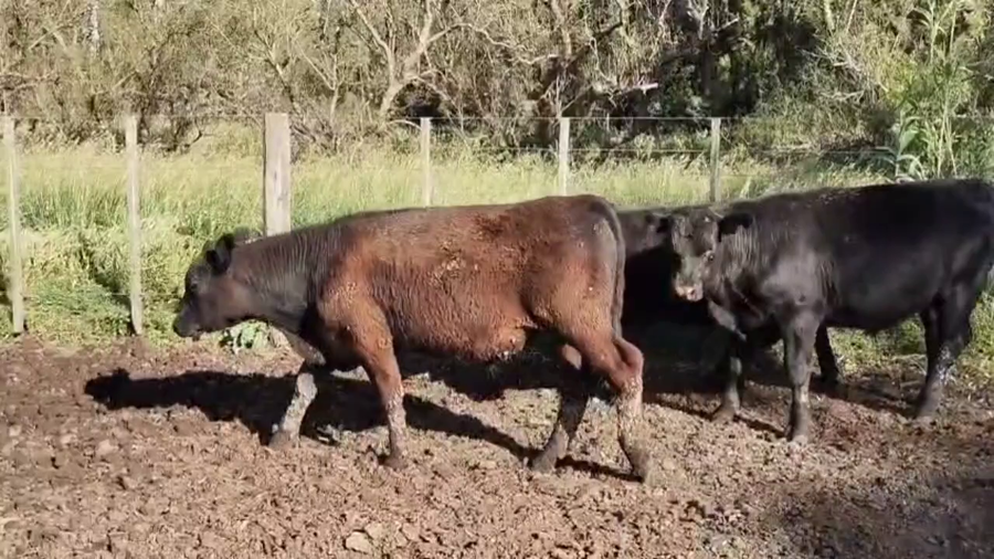 Lote 60 Novillitos y vaquillonas