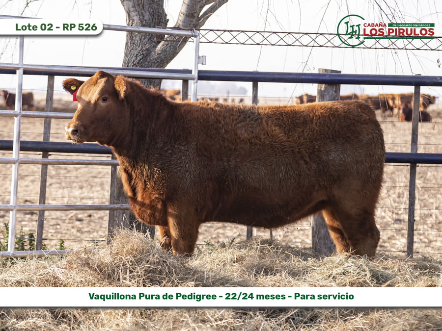 Lote VAQUILLONAS PURAS DE PEDIGREE