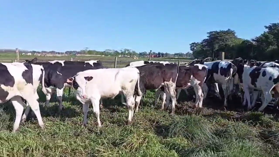 Lote 37 TERNS. MACHOS O/N, EN TANDIL, BS. AS.