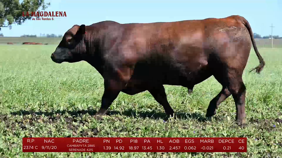 Lote Toros a remate en La Magdalena y San Carlos, Artigas