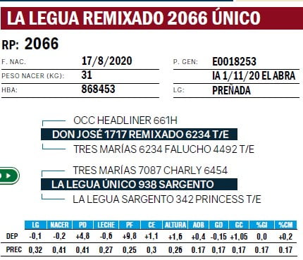 Lote VAQUILLONAS PURA DE PEDIGREE