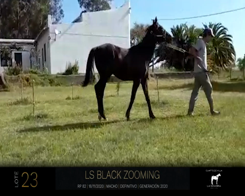 Lote LS BLACK ZOOMING