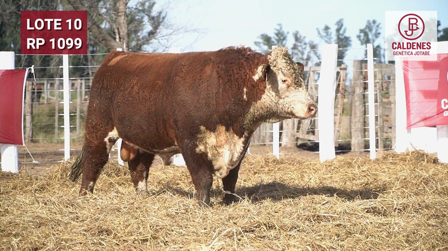 Lote Toro PR