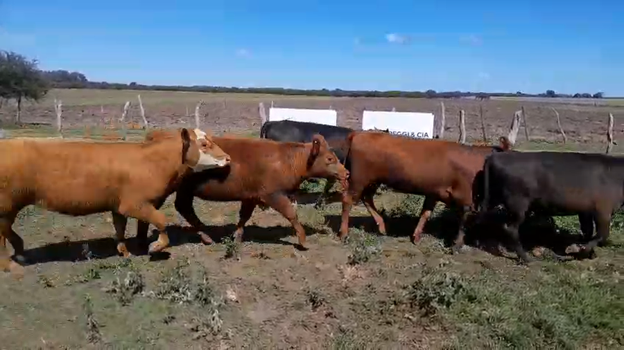Lote 27 Terneras