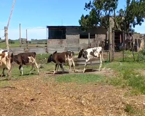 Lote Terneras