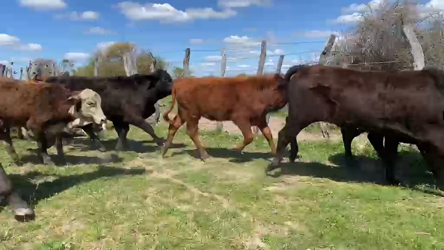 Lote 60 Terneros/as