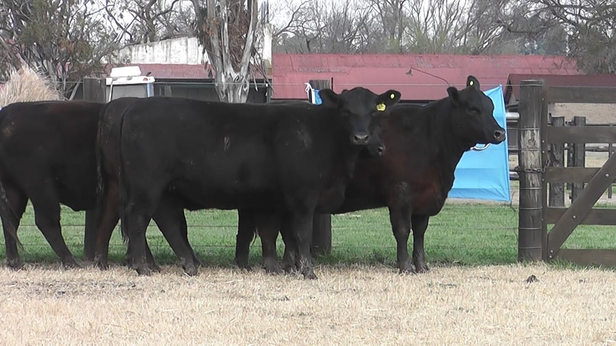 Lote VAQ. ANGUS PC PARICION OTOÑO