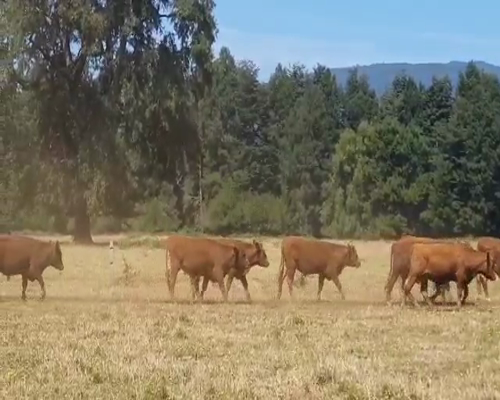 Lote 60 Novillo Engorda en Los Lagos, XIV Región Los Ríos