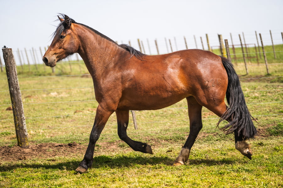 Lote MANOSANTA PETRA