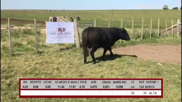 Lote TOROS ABERDEEN ANGUS