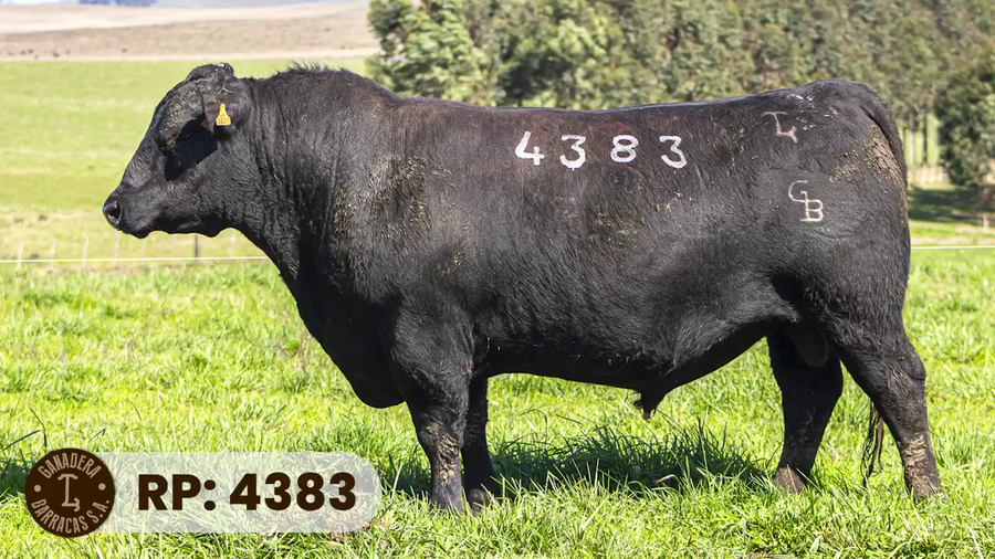 Lote RP 4383